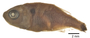FMNH 54401 Hyphessobrycon reticulatus paratypes photo 4 of 4 small